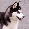Markiza Husky Ostrowya